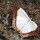 Schmetterling